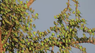 Divoká Austrália: Kráľovstvo kengúr