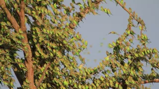 Divoká Austrália: Kráľovstvo kengúr