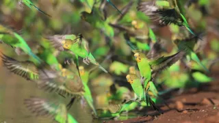 Divoká Austrália: Kráľovstvo kengúr