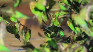 Divoká Austrália: Kráľovstvo kengúr