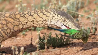 Divoká Austrália: Kráľovstvo kengúr