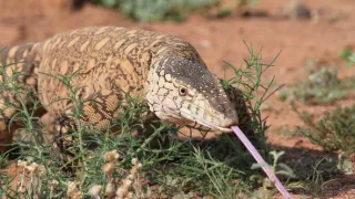 Divoká Austrália: Kráľovstvo kengúr