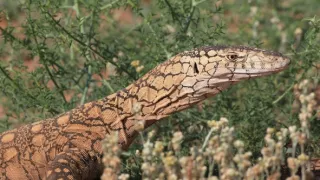 Divoká Austrália: Kráľovstvo kengúr