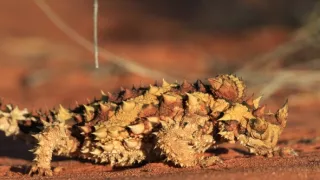 Divoká Austrália: Kráľovstvo kengúr