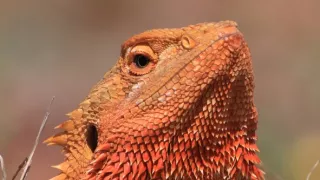 Divoká Austrália: Kráľovstvo kengúr