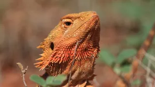 Divoká Austrália: Kráľovstvo kengúr