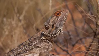 Divoká Austrália: Kráľovstvo kengúr