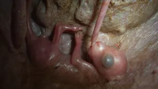 Divoká Austrália: Kráľovstvo kengúr