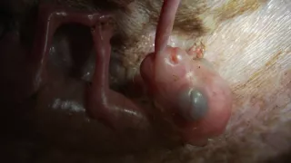 Divoká Austrália: Kráľovstvo kengúr