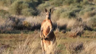 Divoká Austrália: Kráľovstvo kengúr