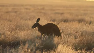 Divoká Austrália: Kráľovstvo kengúr