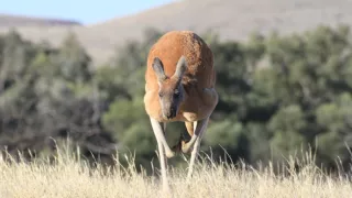 Divoká Austrália: Kráľovstvo kengúr