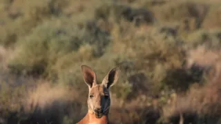 Divoká Austrália: Kráľovstvo kengúr