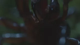 Příběhy divočiny