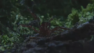 Příběhy divočiny