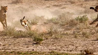 Nezdary predátorů (1)