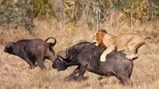 Nezdary predátorů (1)