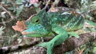 Neznámý Madagaskar (1/2)
