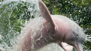 Záhada růžového delfína