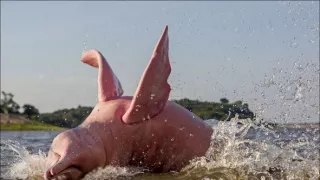 Záhada růžového delfína