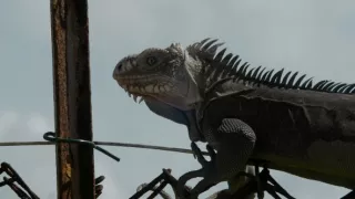 Malé Antily, tepajúce srdce