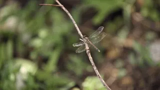 Malé Antily, tepajúce srdce