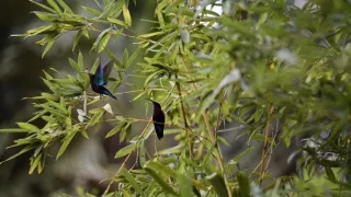 Malé Antily, tepajúce srdce