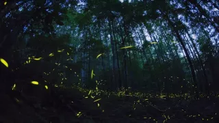 David Attenborough a živé světlo