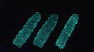 David Attenborough a živé světlo