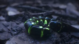 David Attenborough a živé světlo