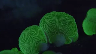 David Attenborough a živé světlo