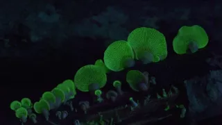 David Attenborough a živé světlo