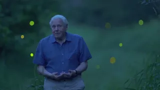 David Attenborough a živé světlo