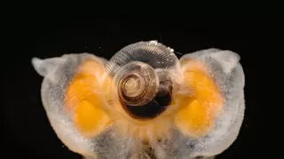 Zázračná planeta: Planeta Země III (1/8)