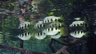 Zázračná planeta: Planeta Země III (1/8)