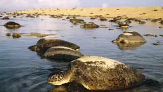 Zázračná planeta: Planeta Země III (1/8)