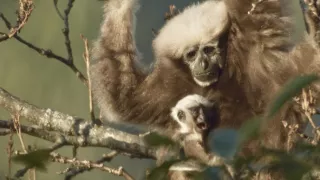 Píseň pro lásku aneb Primáti na seznamce