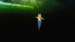 Zázračná planeta: Planeta Země III (1/8)