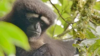 Píseň pro lásku aneb Primáti na seznamce