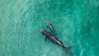 Zázračná planeta: Planeta Země III (1/8)