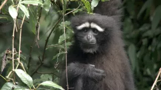 Píseň pro lásku aneb Primáti na seznamce