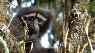 Píseň pro lásku aneb Primáti na seznamce