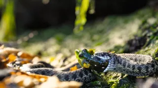 Zázračná planeta: Planeta Země III (1/8)