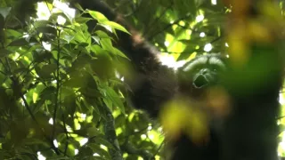 Píseň pro lásku aneb Primáti na seznamce