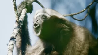 Píseň pro lásku aneb Primáti na seznamce