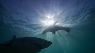 Zázračná planeta: Planeta Země III (1/8)