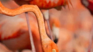 Zázračná planeta: Planeta Země III (1/8)