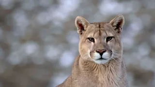 Věk kočkovitých šelem (1)