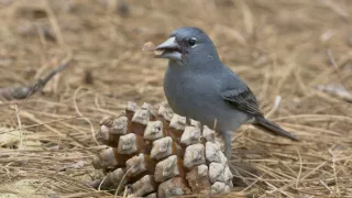 Divoké Kanárske ostrovy