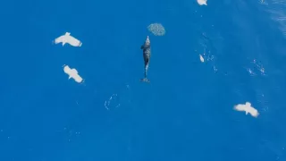 Divoké Kanárske ostrovy